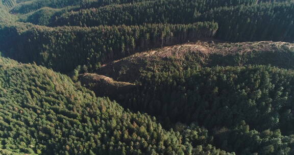 砍伐森林环保题材保护地球概念航拍