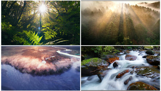 云海日出森林溪流昆虫动物大自然风景
