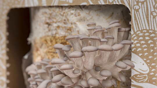 牡蛎菇生长的时间推移视频素材模板下载