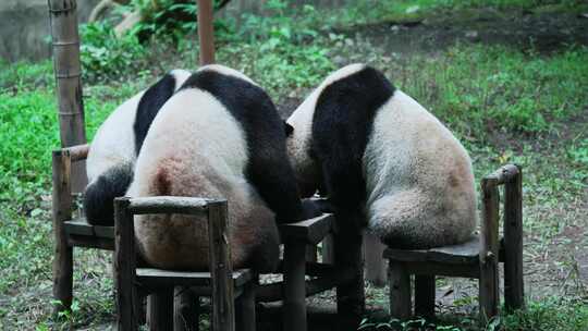 四只熊猫视频合集