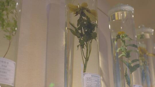 水浸泡植物标本玻璃柜展览展示