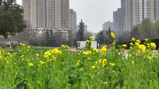 高清航拍春天油菜花城市边田野空镜定鼎门