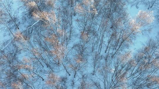 冬天里微风中轻轻摇曳的桦树林