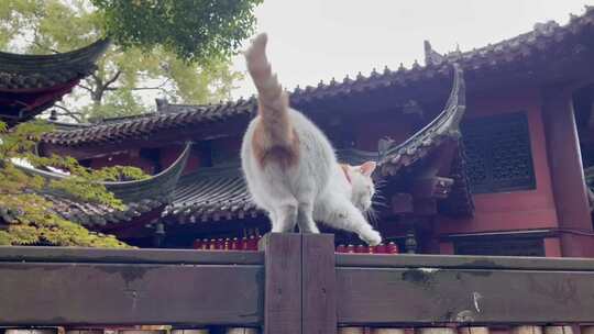 寺庙古建筑庭院行走的猫咪1