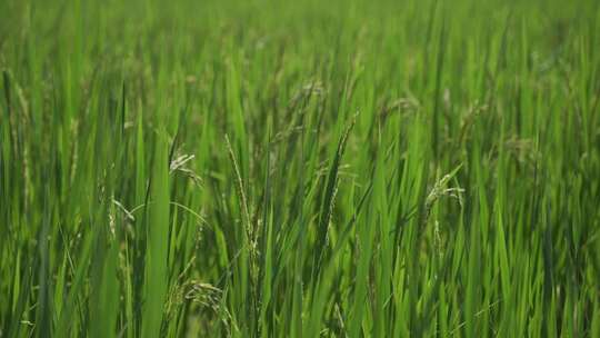田园稻田丰收 绿色农业乡村水稻实拍
