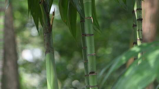 夏日阳光下的绿色植物随风摇曳