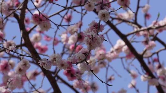 【镜头合集】北京植物园桃花梅花樱花粉色