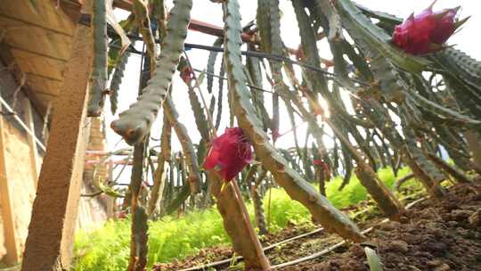 火龙果树 火龙果种植基地