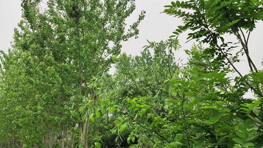 农村房屋花草树木绿色植物菜园