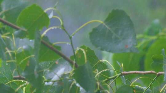 城市下暴雨下雨天雨水雨滴植物树叶子树木雨视频素材模板下载