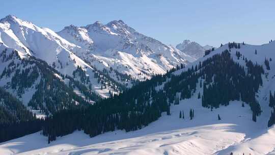 新疆冬季森林雪山