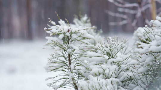 白雪覆盖的树木森林冬季景观