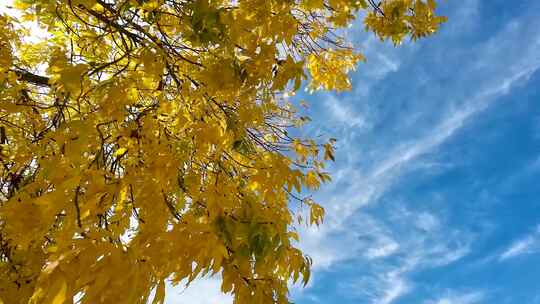 秋天 蓝天下被风吹动的树叶视频素材模板下载