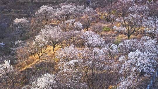 青岛樱花九上沟樱花