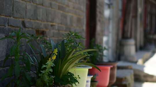 老房子旁摆放的盆栽绿植