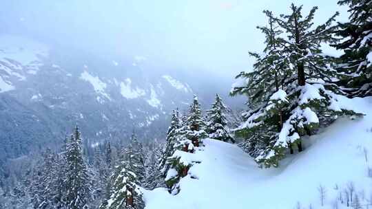 银装素裹的雪林冬季自然风光