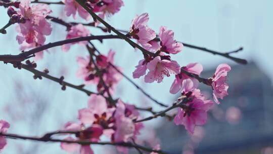 桃花盛开特写