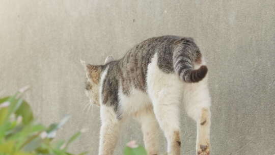 雄性成年流浪猫狸花猫睾丸视频素材模板下载