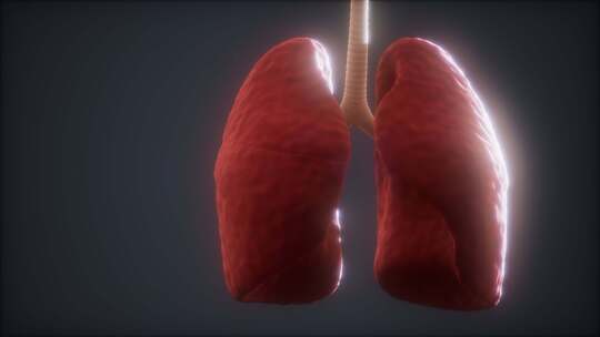 人体肺部结构动画