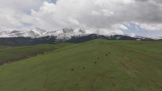 航拍新疆琼库什台雪山森林草原