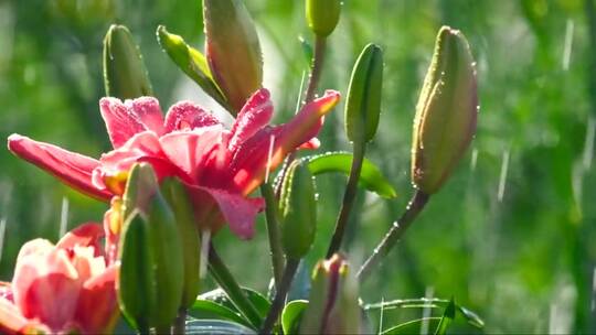 雨中美丽的粉红色花朵特写镜头视频素材模板下载
