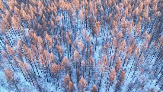 鸟瞰夕阳照耀的冬天雪林雪景