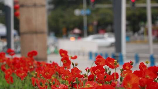 春暖花开的城市