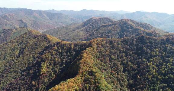 秋季山区枫红柞黄景色