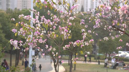 紫荆花视频