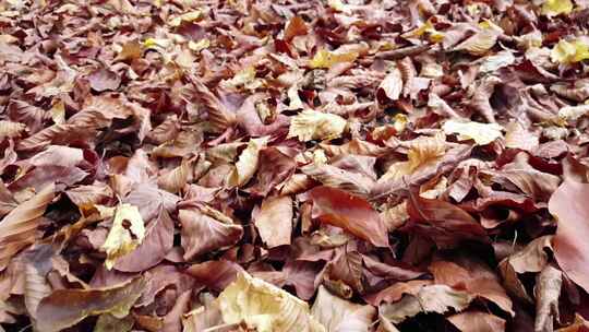布满地面的落叶