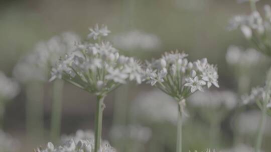 野韭菜花LOG视频素材