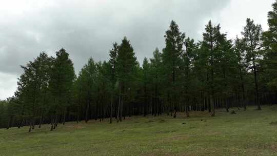 山野青草地松树林雨中