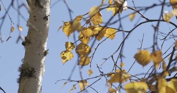 4KHDR超高清自然风光风吹黄色树叶近景