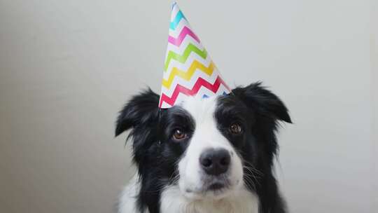 生日快乐派对概念搞笑可爱小狗边境牧羊犬戴