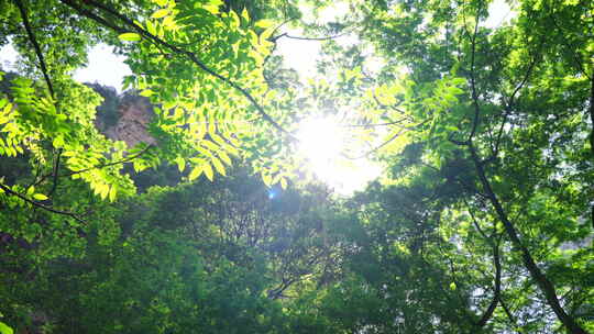 夏天阳光透过树叶