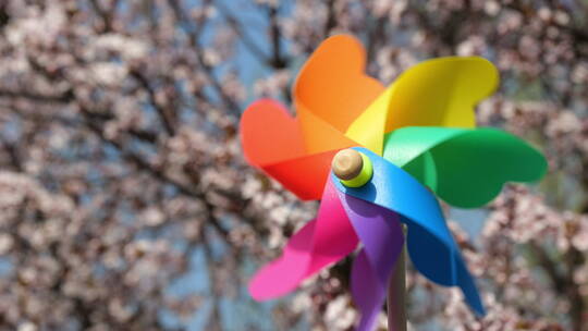 春天花朵开放玩具风车转动