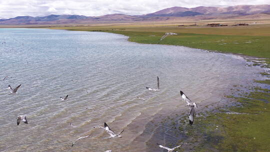西藏 阿里北线一错再措高原湖天上阿里海鸥