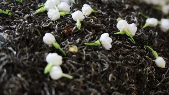 升格慢动作微距特写茉莉花与茉莉花茶制作