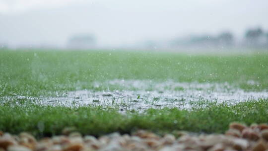 雨水落在绿色的草地上