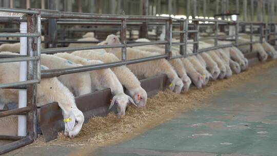 羊肉养殖加工素材