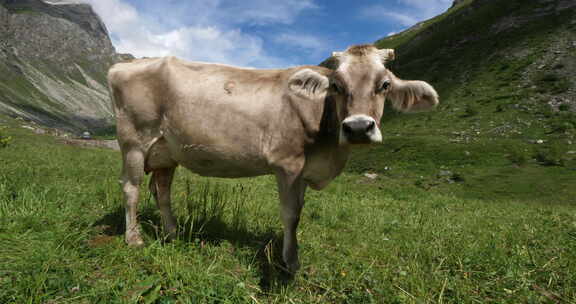 法国萨瓦阿尔卑斯山的牛