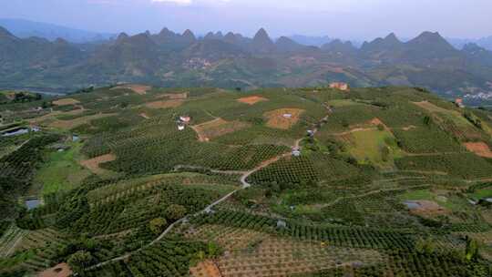 广西桂林阳朔百里金桔种植基地航拍