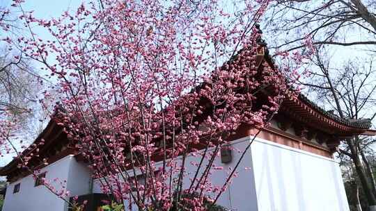 唯美春天立春园林梅花古建筑诗音梅花