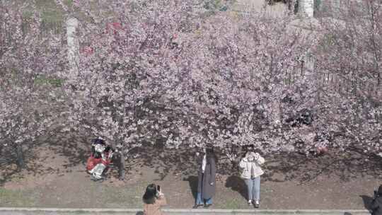 武汉大学校园航拍