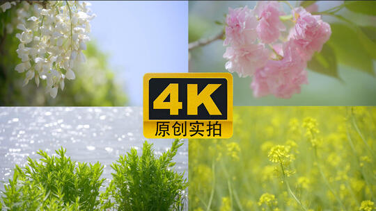 【春天合集】春暖花开万物复苏春分花朵盛开