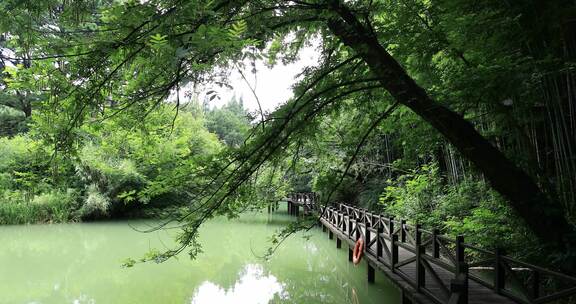 阳光下森林公园滨水木栈道步道空镜