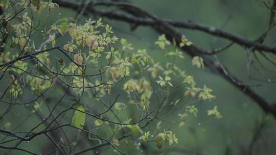 春天，嫩芽，春雨淋树叶，雨中的小鸟，李花