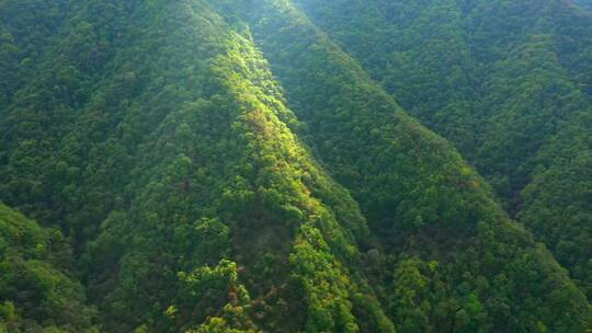 中药材山茱萸药材种植基地视频素材模板下载