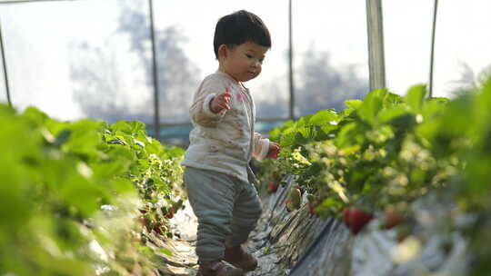 小孩在草莓地 幼儿在草莓地玩耍