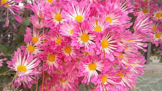 粉红色的漂亮菊花自然景观视频素材模板下载